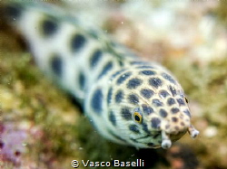 Waddap? A spotted snake eel curiosuly swimming up to the ... by Vasco Baselli 